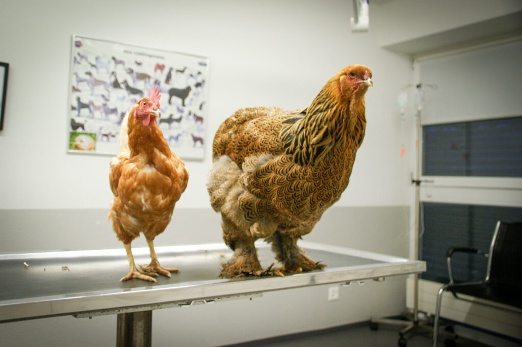Hühner in der Tierklinik