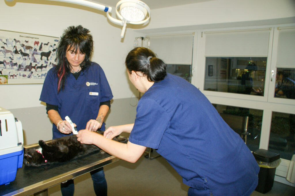 In der Tierarztpraxis Bornblick liegt ein Hund auf dem Behandlungstisch